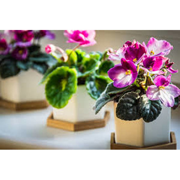 Öý ösümleri Green Shop Лиственные Фиалка