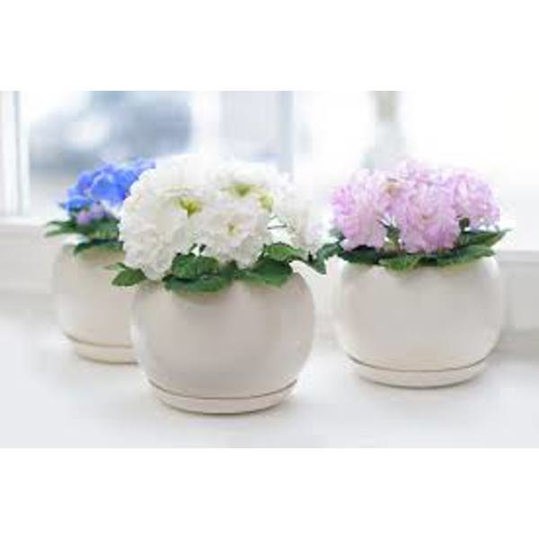Öý ösümleri Green Shop Лиственные Фиалка