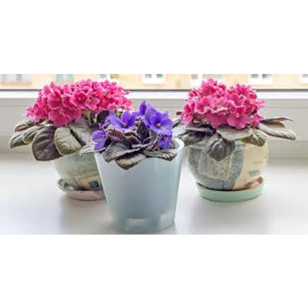Öý ösümleri Green Shop Лиственные Фиалка