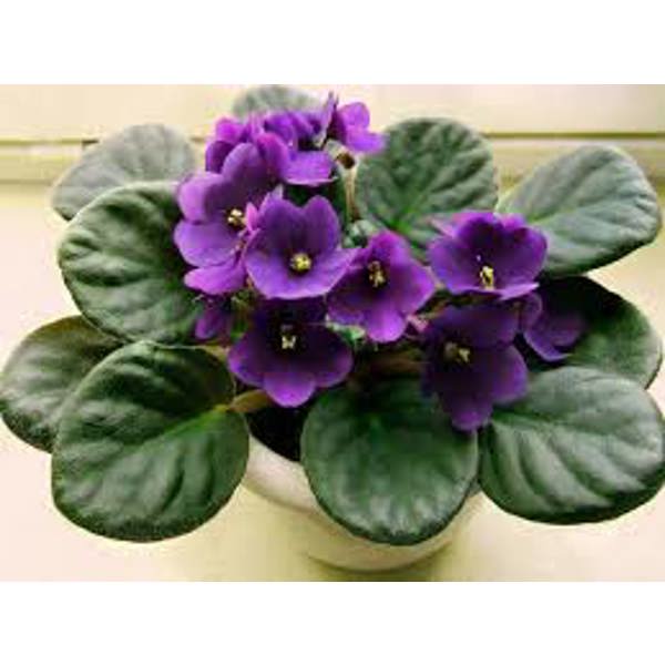 Öý ösümleri Green Shop Лиственные Фиалка