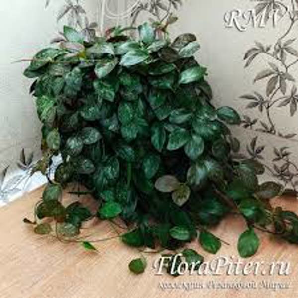 Öý ösümleri Green Shop Хойя Хойя