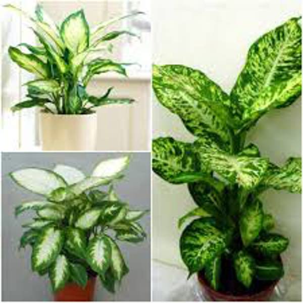 Öý ösümleri Green Shop  Диффенбахия