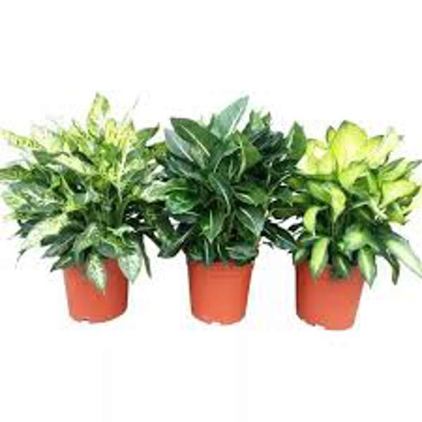 Öý ösümleri Green Shop  Диффенбахия
