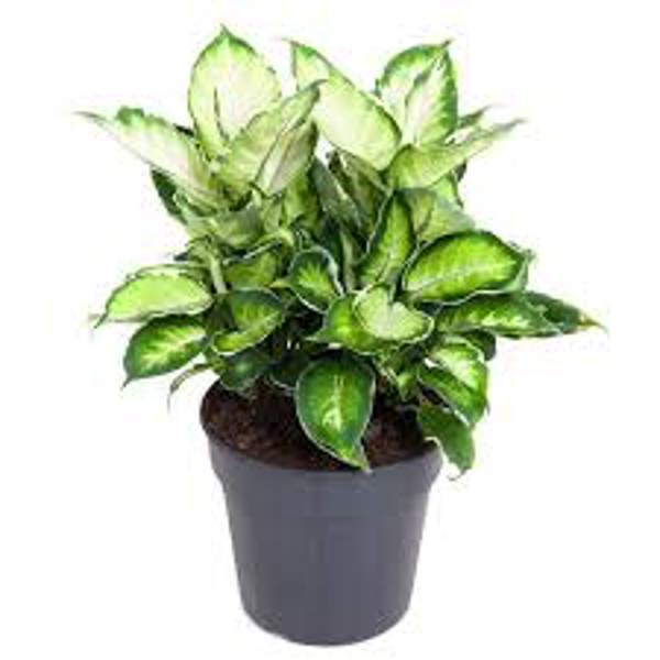 Öý ösümleri Green Shop  Диффенбахия