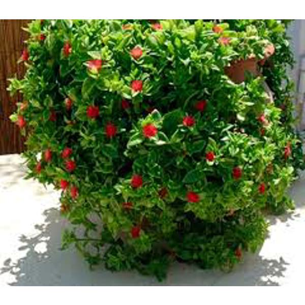 Öý ösümleri Green Shop  Аптения