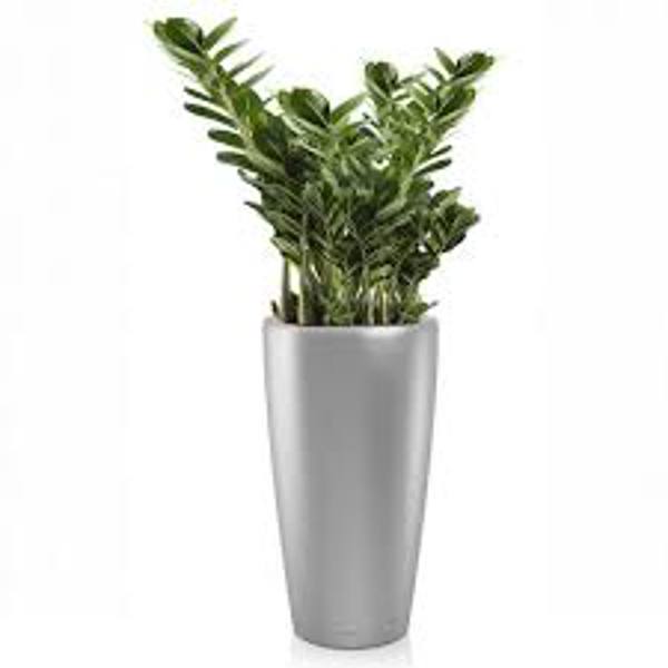Öý ösümleri Green Shop  Замиокулькас