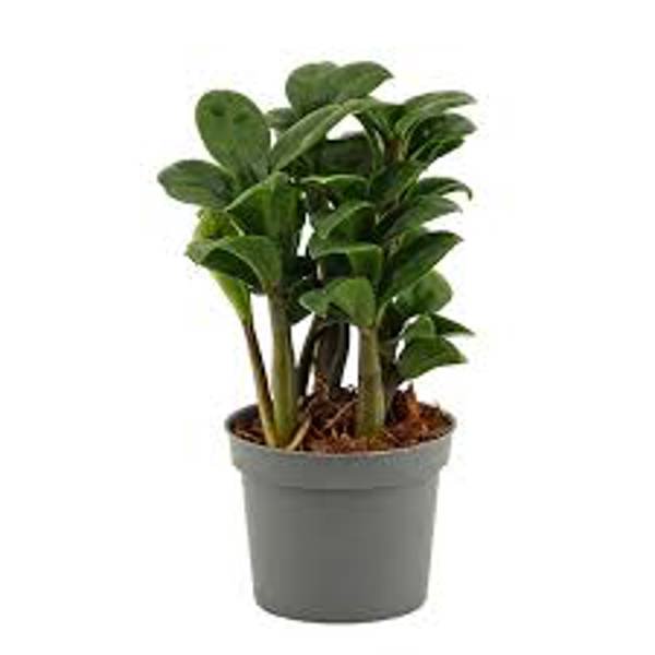 Öý ösümleri Green Shop  Замиокулькас
