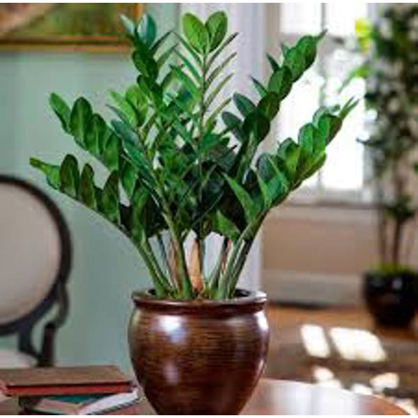 Öý ösümleri Green Shop  Замиокулькас