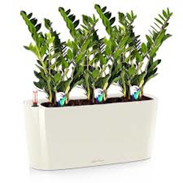 Öý ösümleri Green Shop  Замиокулькас