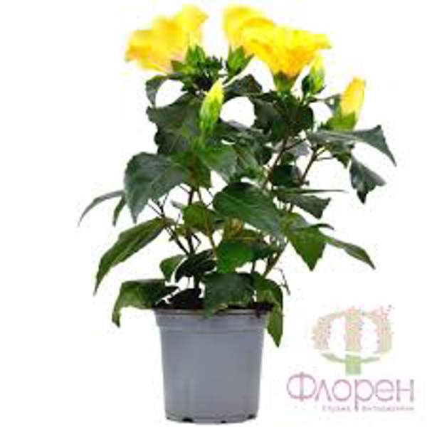 Öý ösümleri Green Shop  Гибискус