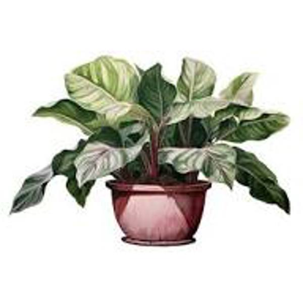Öý ösümleri Green Shop  Аглоонема