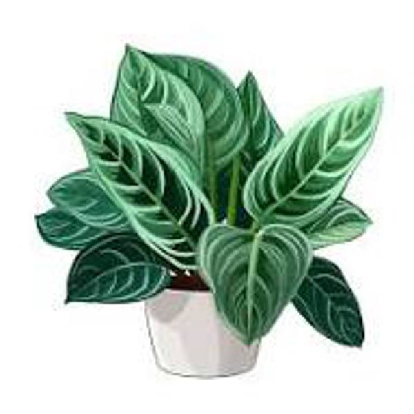 Öý ösümleri Green Shop  Аглоонема