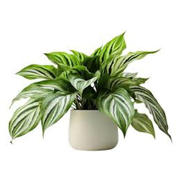 Öý ösümleri Green Shop  Аглоонема