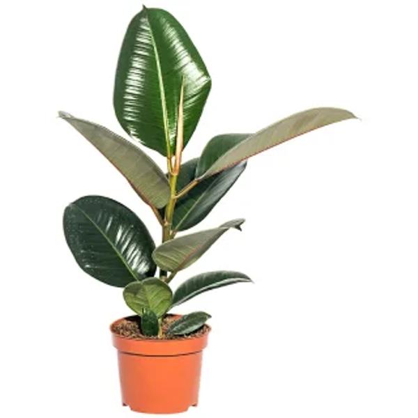 Öý ösümleri Green Shop  Фикус