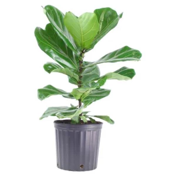 Öý ösümleri Green Shop  Фикус
