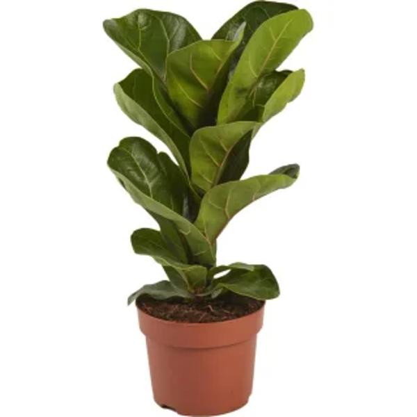 Öý ösümleri Green Shop  Фикус