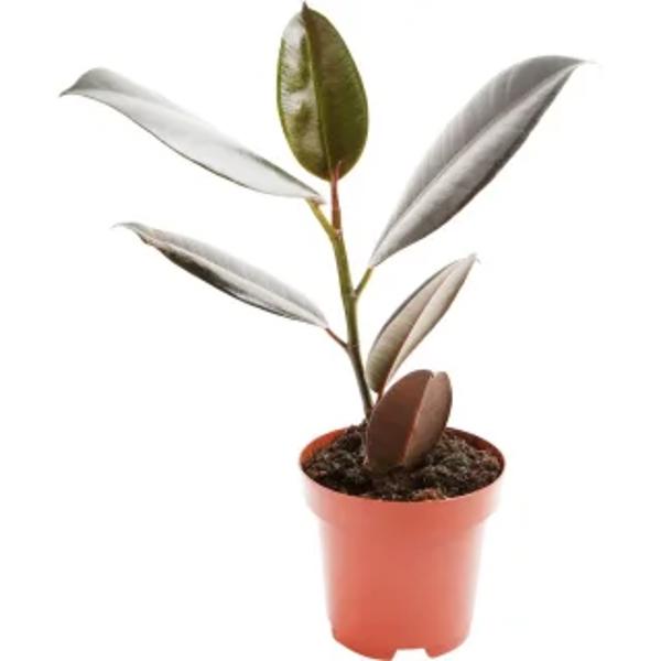 Öý ösümleri Green Shop  Фикус
