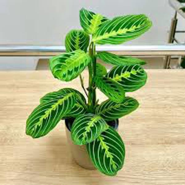 Öý ösümleri Green Shop  Маранта