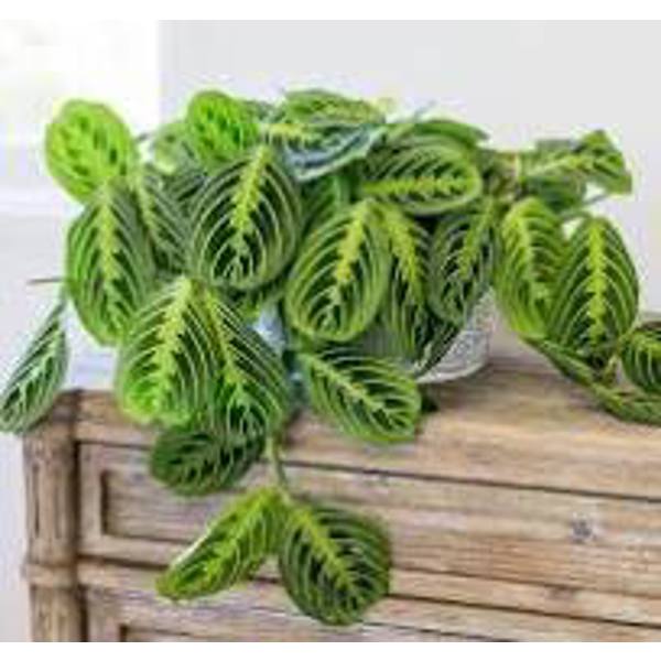 Öý ösümleri Green Shop  Маранта