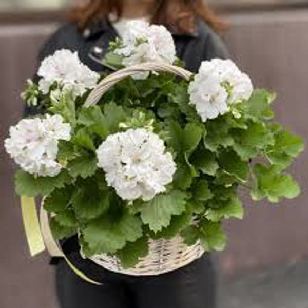 Öý ösümleri Green Shop  Герань