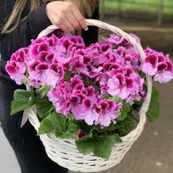 Öý ösümleri Green Shop  Герань