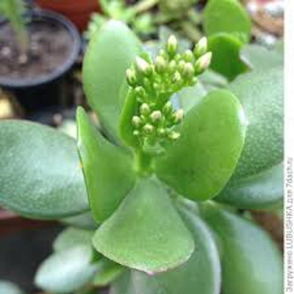 Öý ösümleri Green Shop  Крассула