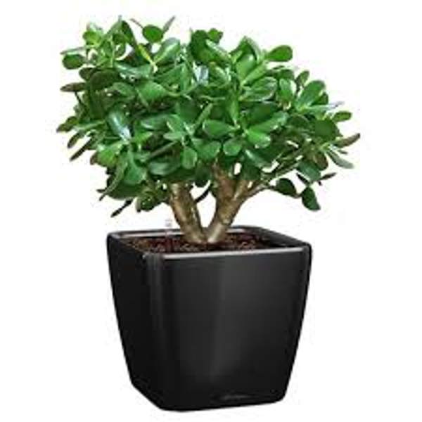 Öý ösümleri Green Shop  Крассула