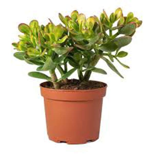 Öý ösümleri Green Shop  Крассула