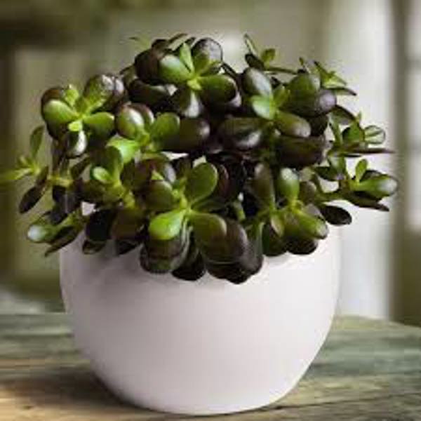 Öý ösümleri Green Shop  Крассула