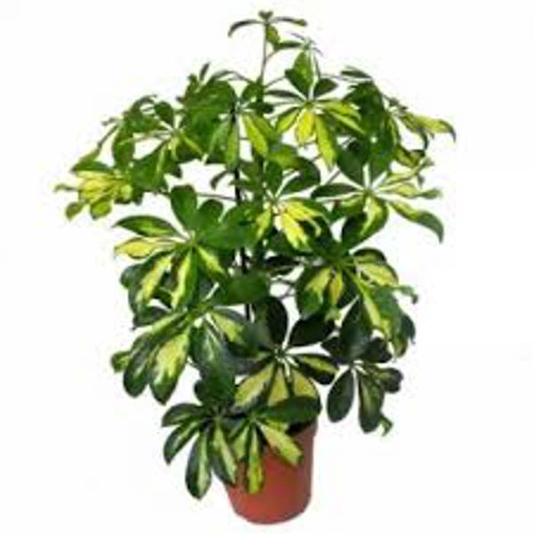 Öý ösümleri Green Shop  Шефлера