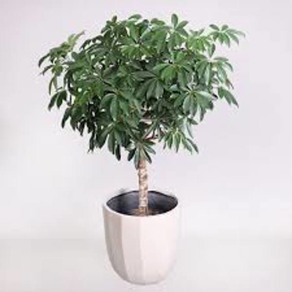 Öý ösümleri Green Shop  Шефлера