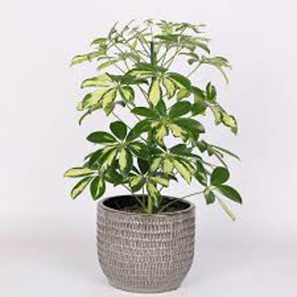 Öý ösümleri Green Shop  Шефлера