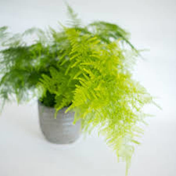 Öý ösümleri Green Shop  Аспарагус