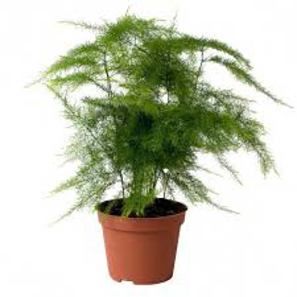 Öý ösümleri Green Shop  Аспарагус