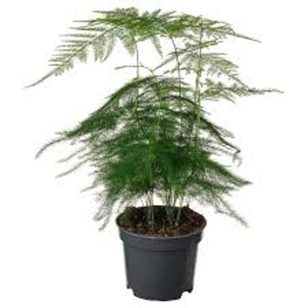 Öý ösümleri Green Shop  Аспарагус