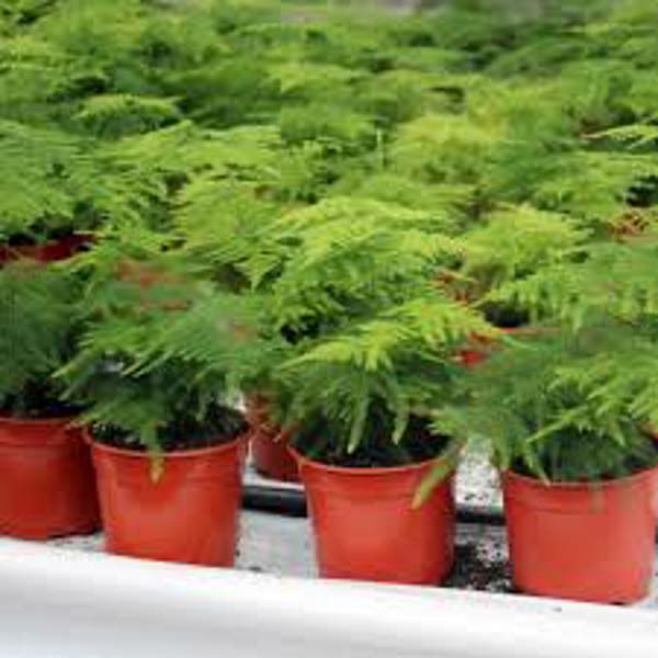 Öý ösümleri Green Shop  Аспарагус