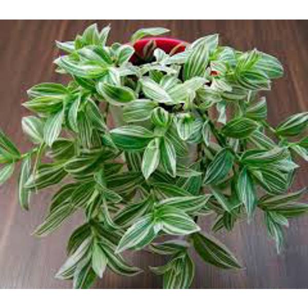 Öý ösümleri Green Shop  Традесканция