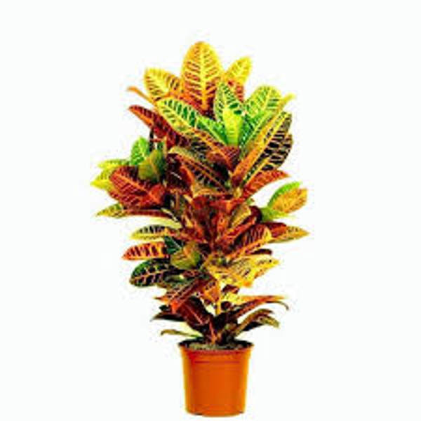 Öý ösümleri Green Shop  Кротон