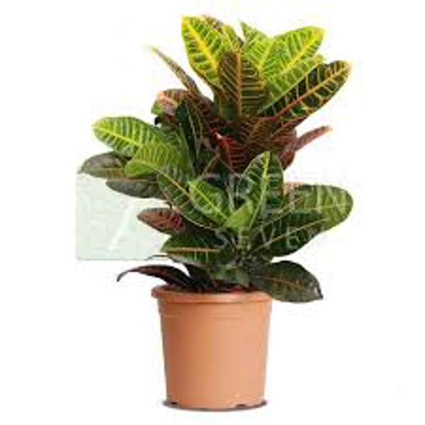 Öý ösümleri Green Shop  Кротон