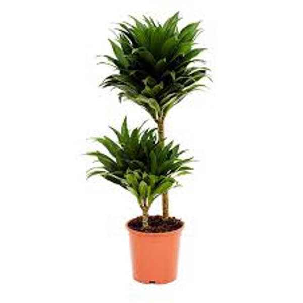 Öý ösümleri Green Shop  Драцена