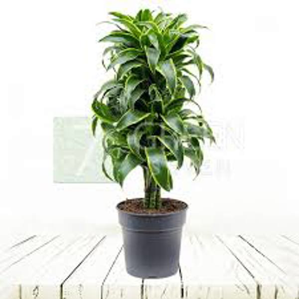 Öý ösümleri Green Shop  Драцена