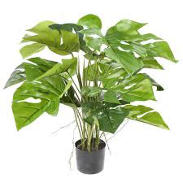 Öý ösümleri Green Shop  Монстера