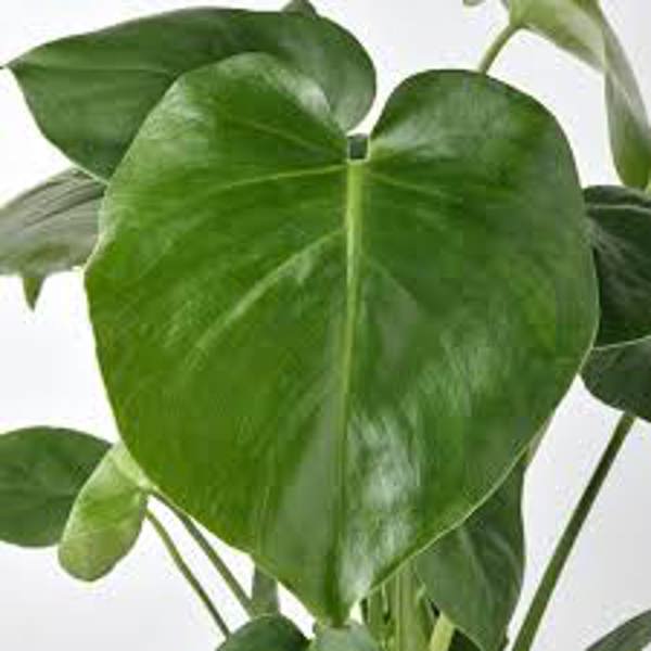 Öý ösümleri Green Shop  Монстера