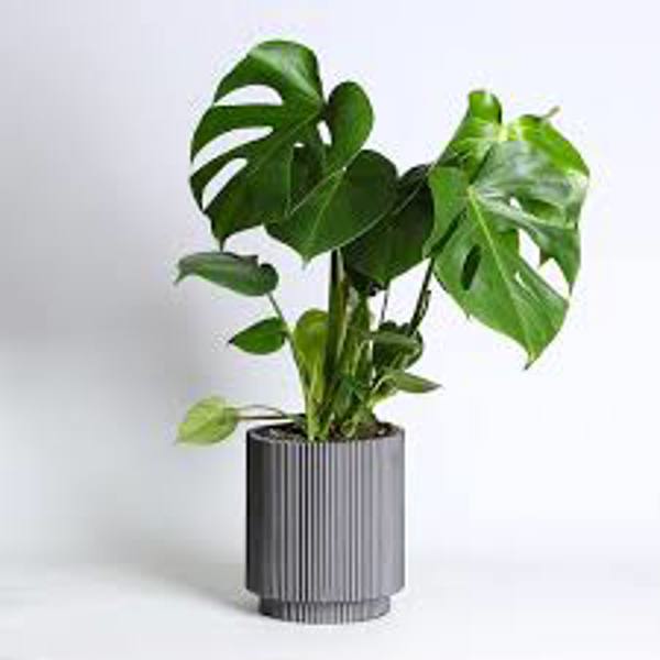 Öý ösümleri Green Shop  Монстера