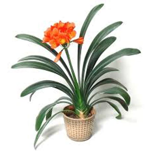 Öý ösümleri Green Shop  Кливия