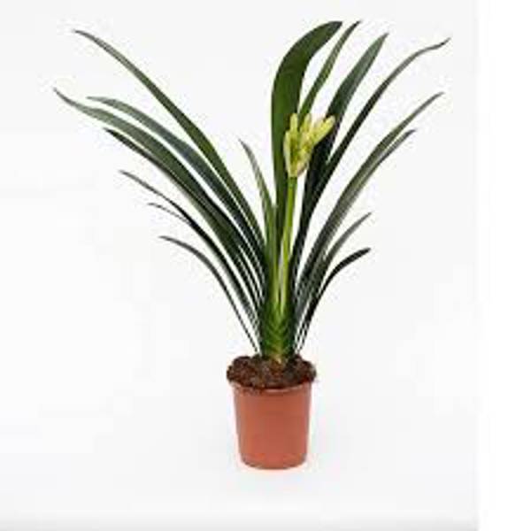 Öý ösümleri Green Shop  Кливия