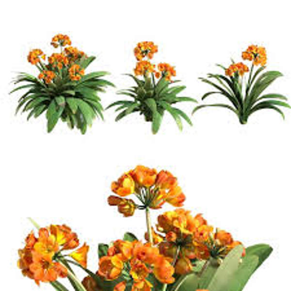 Öý ösümleri Green Shop  Кливия