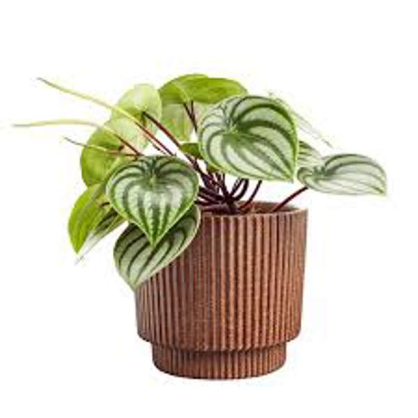 Öý ösümleri Green Shop  Пеперомия
