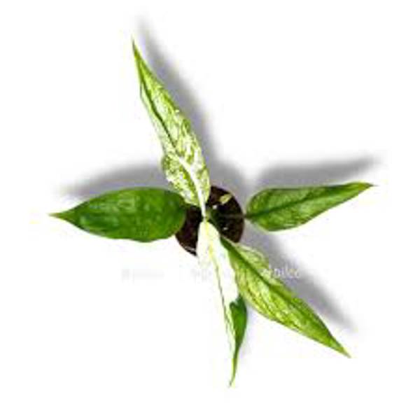 Öý ösümleri Green Shop  Спатифилиум
