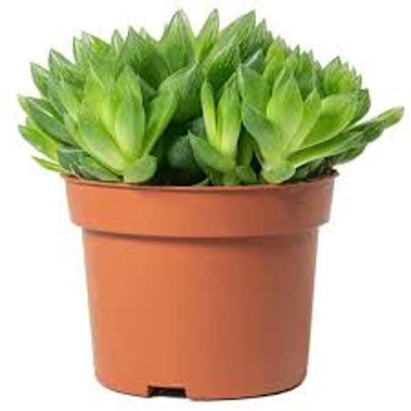 Öý ösümleri Green Shop  Хавортия